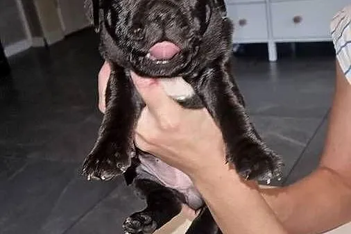 Staffordshire Bull Terrier, Stafik, Staffik, Śląskie, Zabrze