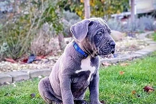 CANE CORSO BLUE - piesek, Lubelskie, Bychawa