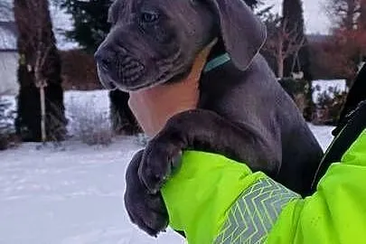 CANE CORSO BLUE - piesek, Lubelskie, Bychawa