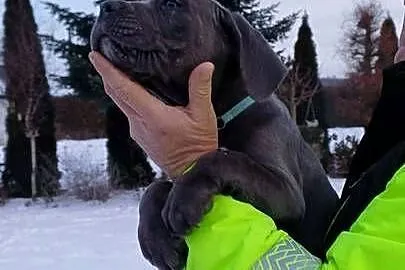 CANE CORSO BLUE - piesek, Lubelskie, Bychawa