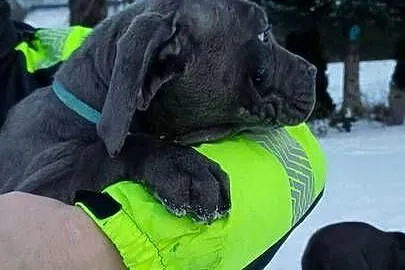 CANE CORSO BLUE - piesek, Lubelskie, Bychawa