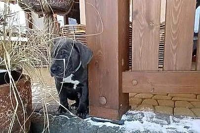CANE CORSO BLUE - piesek, Lubelskie, Bychawa