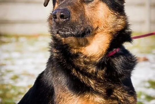 OTOZ Animals - FAGO - kochany młodzieniec czeka na