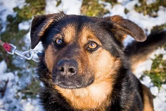 OTOZ Animals - FAGO - kochany młodzieniec czeka na
