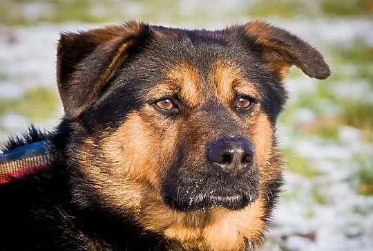 OTOZ Animals - FAGO - kochany młodzieniec czeka na