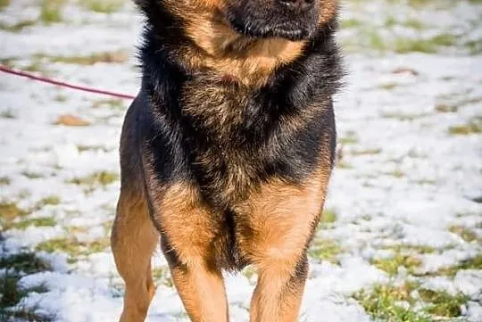 OTOZ Animals - FAGO - kochany młodzieniec czeka na