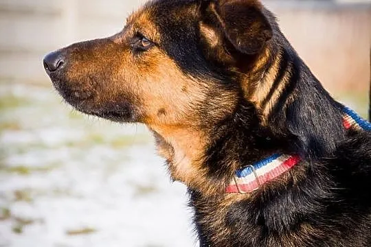 OTOZ Animals - FAGO - kochany młodzieniec czeka na