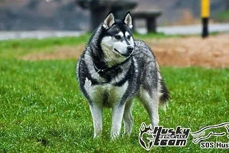 Maki, urocza sunia husky szuka domu,  mazowieckie Warszawa