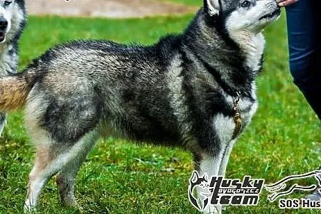 Maki, urocza sunia husky szuka domu,  mazowieckie 
