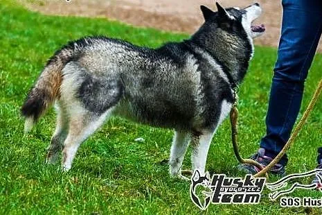 Maki, urocza sunia husky szuka domu,  mazowieckie 