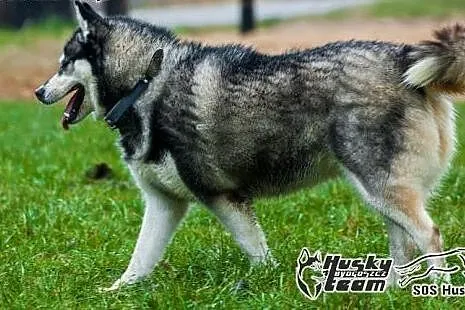 Maki, urocza sunia husky szuka domu,  mazowieckie 