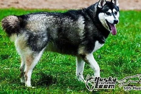 Maki, urocza sunia husky szuka domu,  mazowieckie 