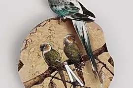 Papugi zegar papużki ptaki rudosterki, Chorzów