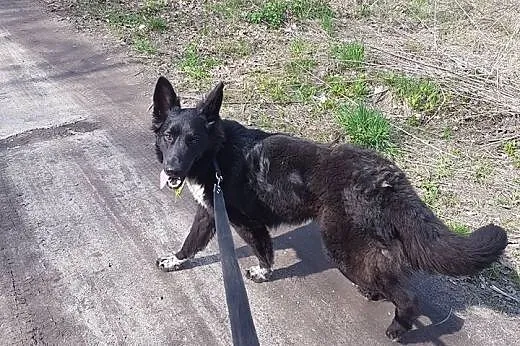 1,5 roczny psiak w typie OWCZARKA BELGIJSKIEGO,  K