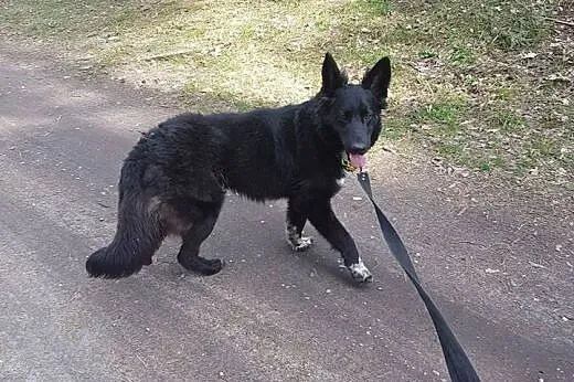 1,5 roczny psiak w typie OWCZARKA BELGIJSKIEGO,  K
