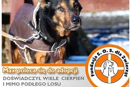 MAX – nie niszczy, nie hałasuje i uwielb