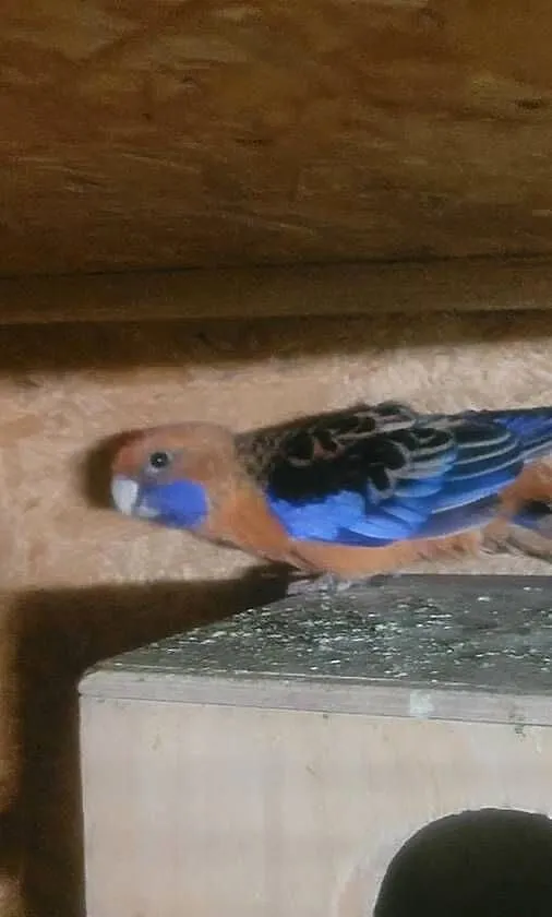 Papuga rzella królewska, Małopolskie, Wieliczka