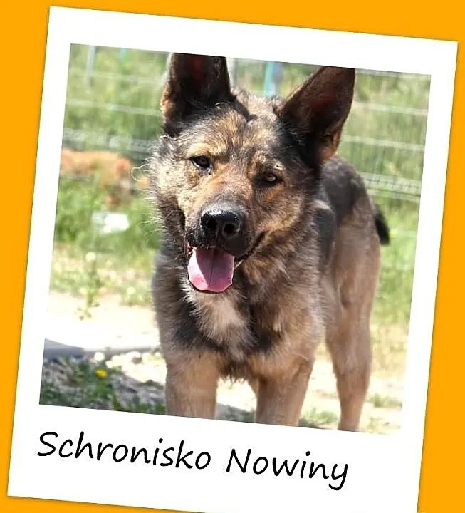 Schronisko Nowiny-ARGO,duży pies stróżujący,czujny