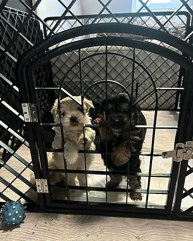 York oraz Maltańczyk Morkie, Pomorskie, Gdańsk