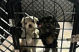York oraz Maltańczyk Morkie