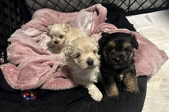 York oraz Maltańczyk Morkie, Pomorskie, Gdańsk