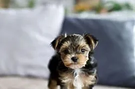Yorkshire Terrier - rodowód