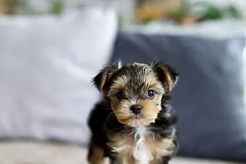 Yorkshire Terrier - rodowód, Warmińsko-mazurskie, Olsztyn
