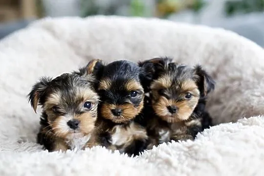 Yorkshire Terrier - rodowód, Warmińsko-mazurskie, Olsztyn