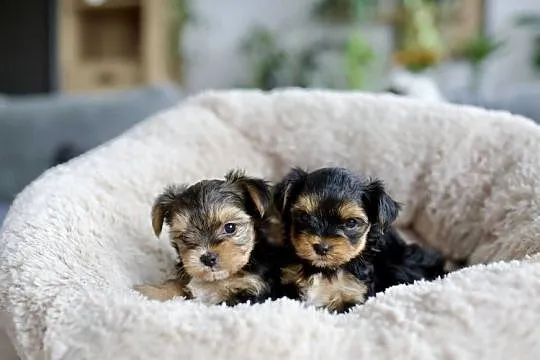 Yorkshire Terrier - rodowód, Warmińsko-mazurskie, Olsztyn