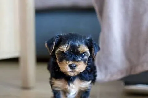 Yorkshire Terrier - rodowód, Warmińsko-mazurskie, Olsztyn