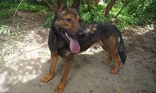 Keitho Psiak w typie owczarka belgijskiego poleca
