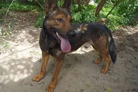 Keitho Psiak w typie owczarka belgijskiego poleca 