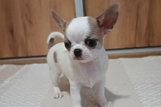 Chihuahua piękny chłopczyk