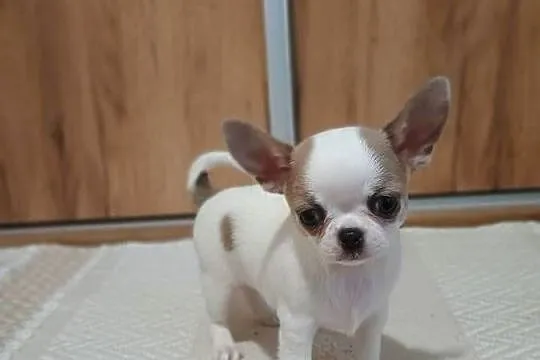 Chihuahua piękny chłopczyk, Łódzkie, Kleszczów