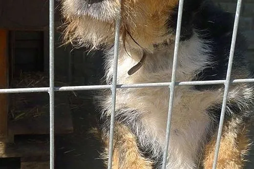 Podaruj dom uroczemu Figielkowi - taki psiak to sk