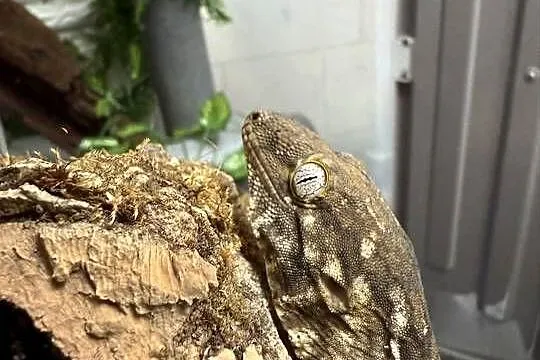 Gekon Olbrzymi Rhacodactylus leachianus, Mt. Koghis