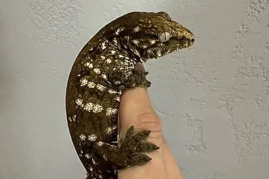 Gekon Olbrzymi Rhacodactylus leachianus, Mt. Koghis, Małopolskie, Sułkowice
