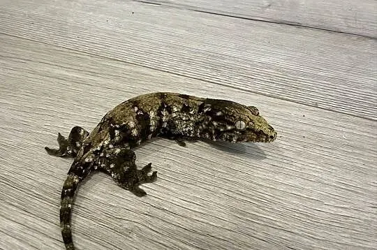 Gekon Olbrzymi Rhacodactylus leachianus, Mt. Koghis, Małopolskie, Sułkowice