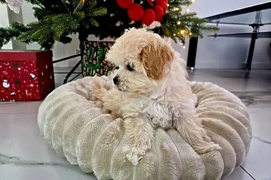 Unikatowa laleczka maltipoo juz do odbioru Lola