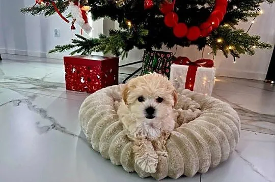 Unikatowa laleczka maltipoo juz do odbioru Lola, Podkarpackie, Jasło