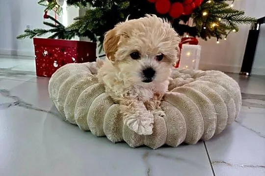 Unikatowa laleczka maltipoo juz do odbioru Lola, Podkarpackie, Jasło
