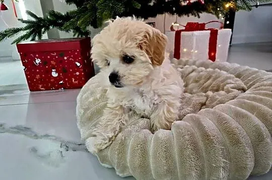 Unikatowa laleczka maltipoo juz do odbioru Lola, Podkarpackie, Jasło