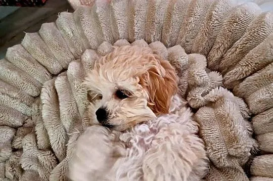 Unikatowa laleczka maltipoo juz do odbioru Lola, Podkarpackie, Jasło