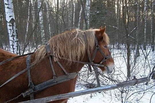 Sprzedam klacz