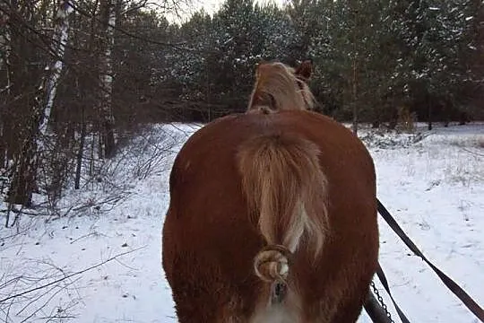 Sprzedam klacz