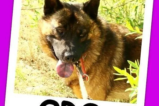 Pies ORO w typie szpica,łagodny,przyjazny,spokojny