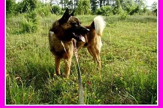 Pies ORO w typie szpica,łagodny,przyjazny,spokojny