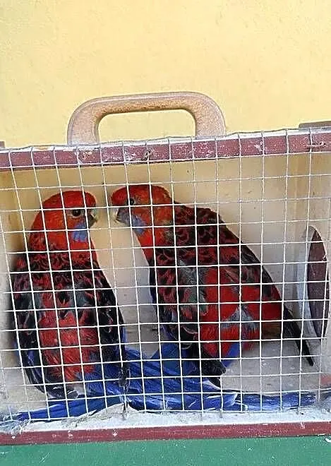 Papugi królewskie para, Podkarpackie, Kosina