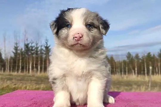 Szczenię BORDER COLLIE z Hodowli - Rasowy pies z pełną dok.