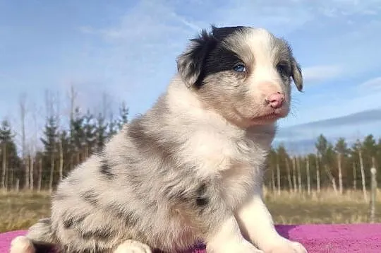 Szczenię BORDER COLLIE z Hodowli - Rasowy pies z pełną dok., Małopolskie, Kraków